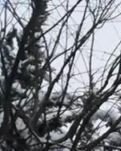 【实力派写手选拔赛】第一场雪 （外一首）