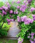 【柳岸】寻丁香花不遇（散文）