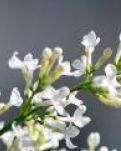 【丹枫】青竹遐想 . 与丁香花的姑娘 （散文诗）