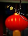 【星月】家家户户挂红灯（散文）