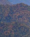 “大山”的呼唤