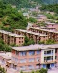 爱情树