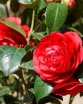 【柳岸•春】山茶花树下的友情 （散文）