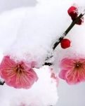 【心灵】疏影娉婷，暗香浮动（散文）
