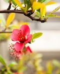 【江南】这个春天，与你有关，与花有染（散文）