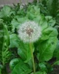 【江山多娇】蒲公英（散文）