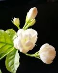 茉莉情缘