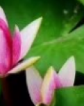 【丹枫】我是水中一朵莲（组诗）
