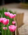 【星月】盼春（古韵）