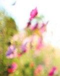 【丹枫】写封春天的信，奔赴你的心间（散文）