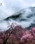 【丹枫】十里桃花（散文）