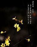 【星月】冰雪下的迎春花（散文）