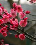 【桃源】喜梅花儿开（散文）