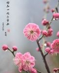 【星月】梅花一枝春带雨（散文）
