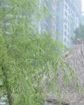 【荷塘“PK大奖赛”】没有成交的爱情买卖（散文）