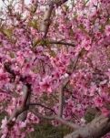 【楚风】花间词三首（古韵）