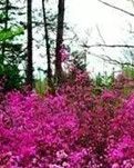 【晓荷·四季的故事】一场艳遇 （诗歌）
