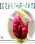 【荷塘“PK大奖赛”】你是春天里的那一朵嫩绿（诗歌）