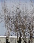 雪趣(散文）
