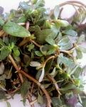 【江山多娇】麻子菜（散文）