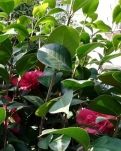 【丹枫】相思，开满山茶花树上（组诗）