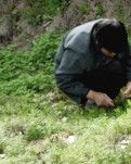 【晓荷.四季的故事】采野菜 （组诗）