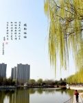 【星月】春之韵——梅与柳（绝句八首）
