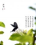 【星月】春逝（古韵）
