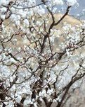 【荷塘“pk大奖赛”】四月里，和文友一起踏青（诗歌）