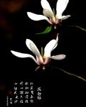 【星月】清明雨丝（绝句）
