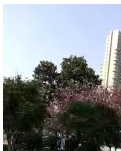 【丹枫】七律三首·花城宁波（古韵）