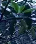【荷塘“PK大奖赛”】清明淮城雨（散文）
