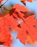 【菊韵】香山红叶（外一首）