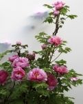 【楚汉】词四首 花之情（古韵）
