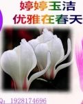 【荷塘“PK大奖赛”】婷婷玉洁，优雅在春天（诗歌）