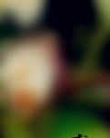 【荷塘“pk 大奖赛”】为了你，我敢拿生命作酬（散文诗）