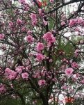 【楚汉】七绝·陌上行(外二首)