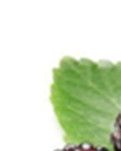 【晓荷.四季的故事】晚春时节话桑葚 （散文）