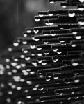 【晓荷】倾盆大雨看着天（散文）