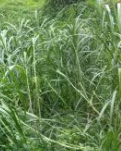 【丹枫】芦苇生存法则（外一首）