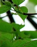 【风恋】爱与鸽子花同在，情融青山绿水中（散文 ）