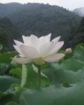 【柳岸】春之夏（散文）