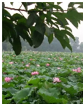 【丹枫】 七绝三首·夏日荷边（古韵）