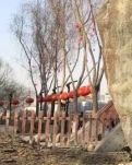 【菊韵】阳光下，谱唱一首妈妈的赞歌（外一首）（诗歌）