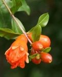 【丁香•守望花开】绽放（外两首）
