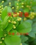 【冰心】米兰花香（小说）