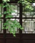 【荷塘“PK大奖赛”】窗前，窈窕的青枝（诗歌）