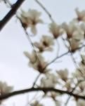 【晓荷.遇见】遗失的芳华阙歌（散文）