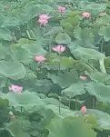 【柳岸•暖】赏荷（古韵）