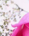 【心灵】时光有你，记忆成花 （散文）